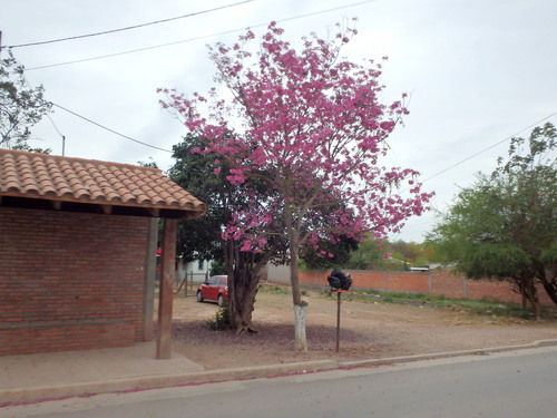 Another Lapacho Tree.